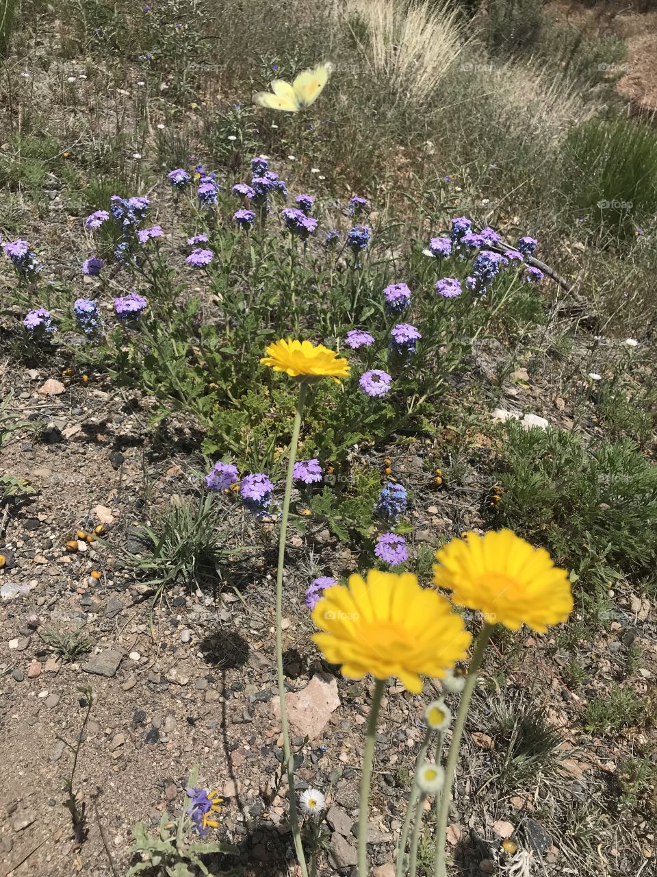 Sedona wildflowers 
