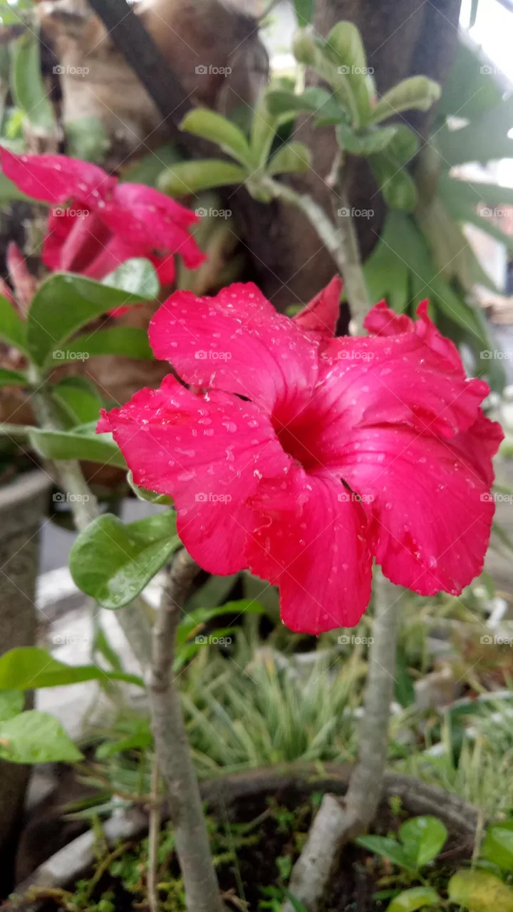 nature