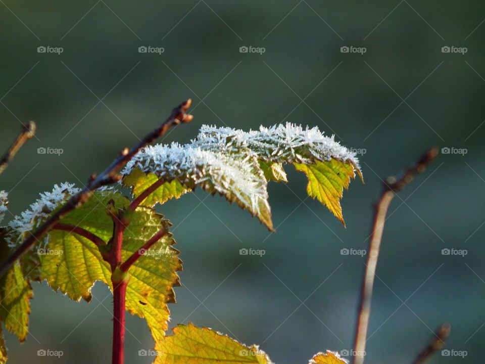 frosted leaves