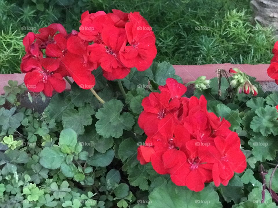 Flowers 