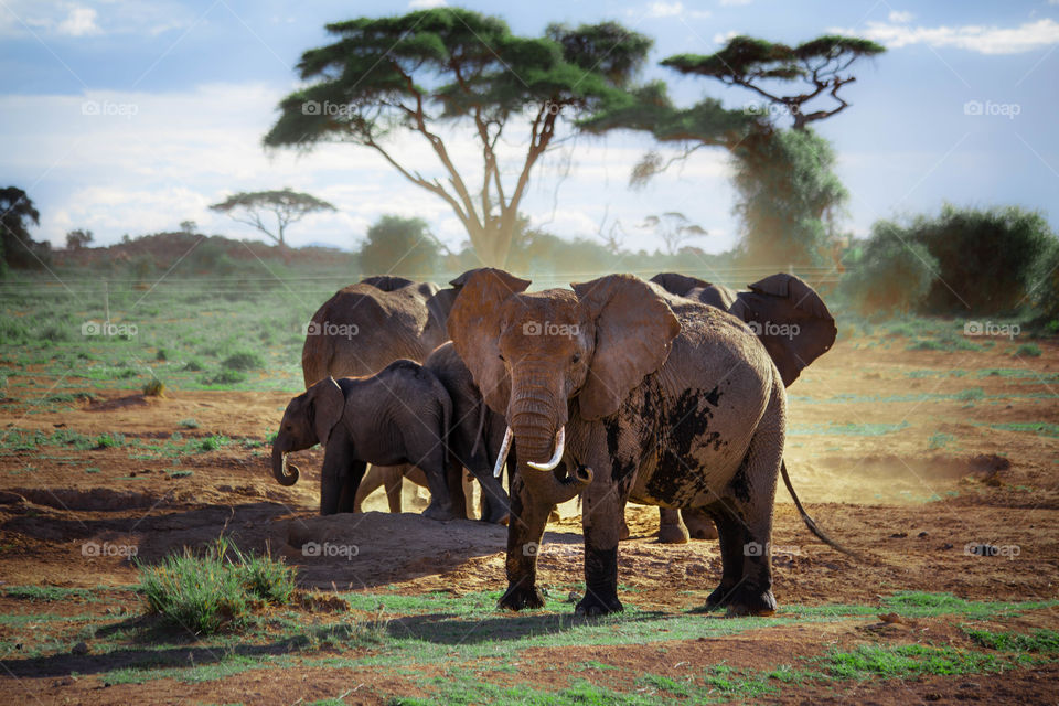 Amboseli elephants 