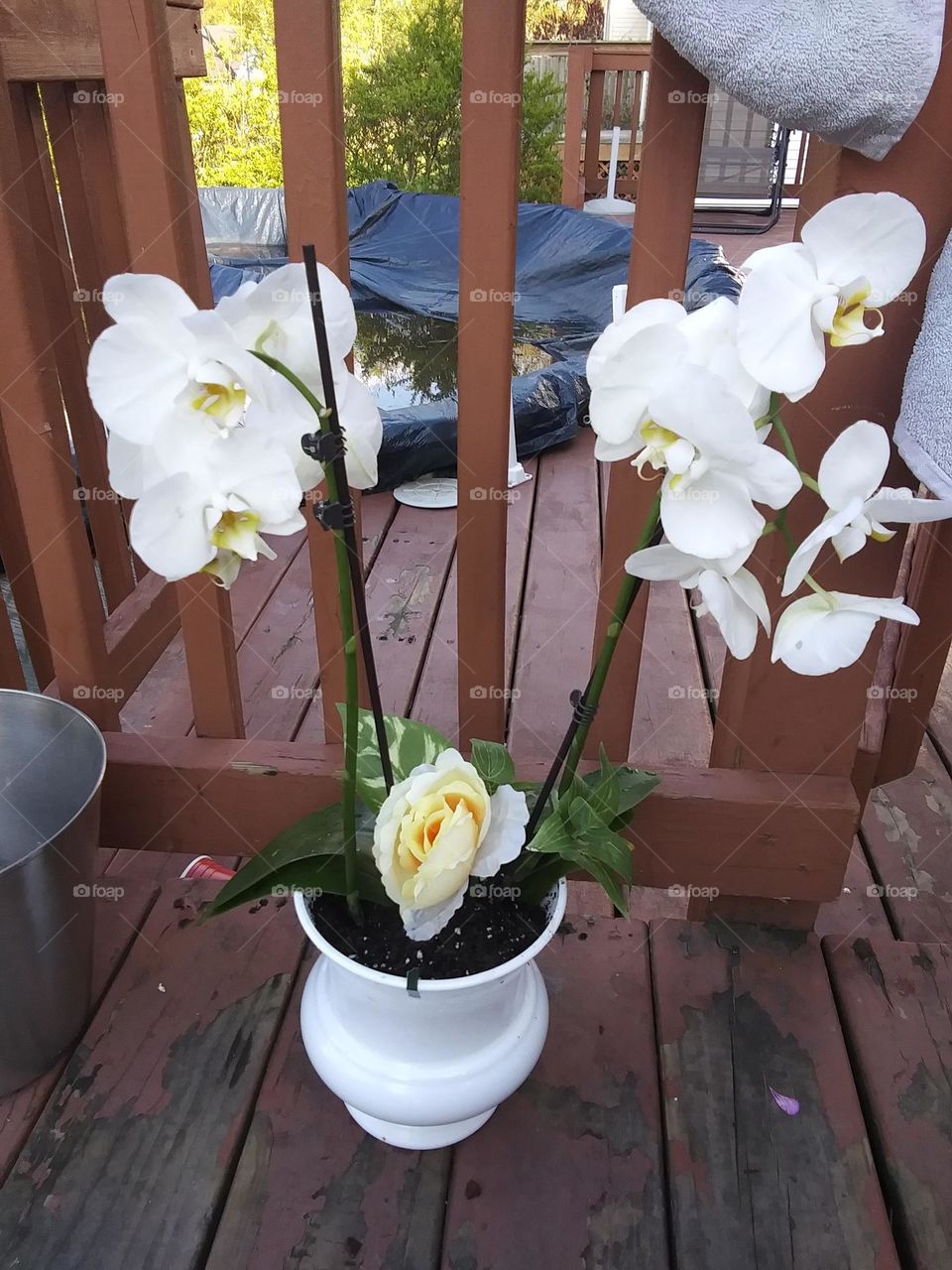 white Orchids