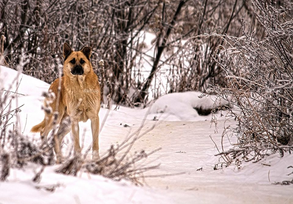 Husky dog standing on snowy land