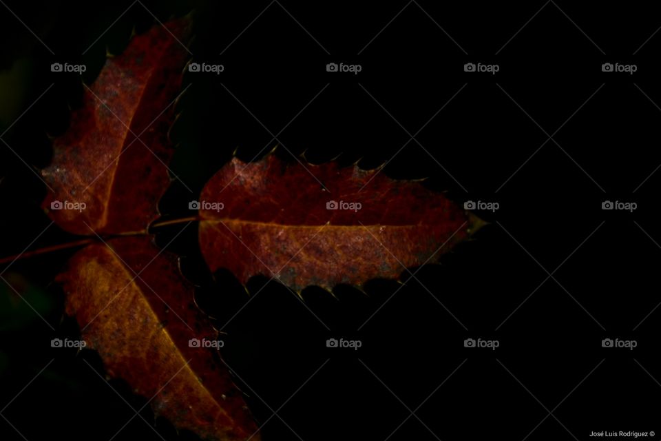 Tridente, acebo
Trident, holly