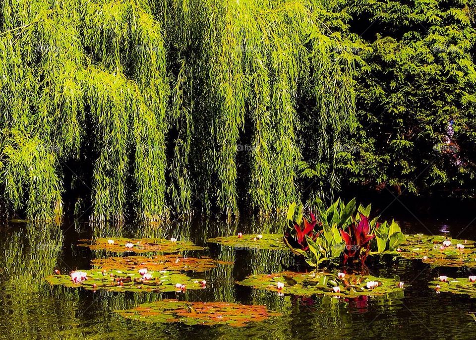 Lily pond