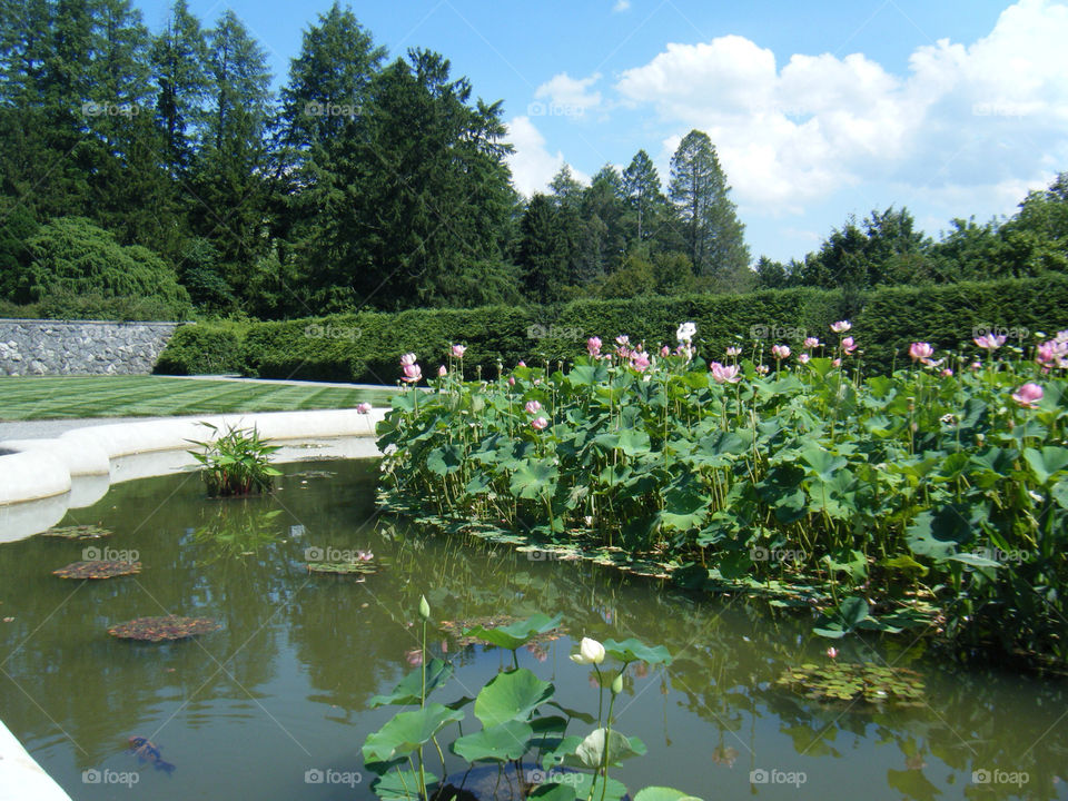 garden flower pond water by dixieyankee