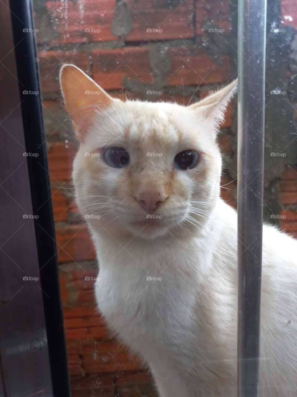 Pet, surpreendido pelo almoço:  delicioso e saboroso, que está sendo preparado. Bonito e cheiroso!