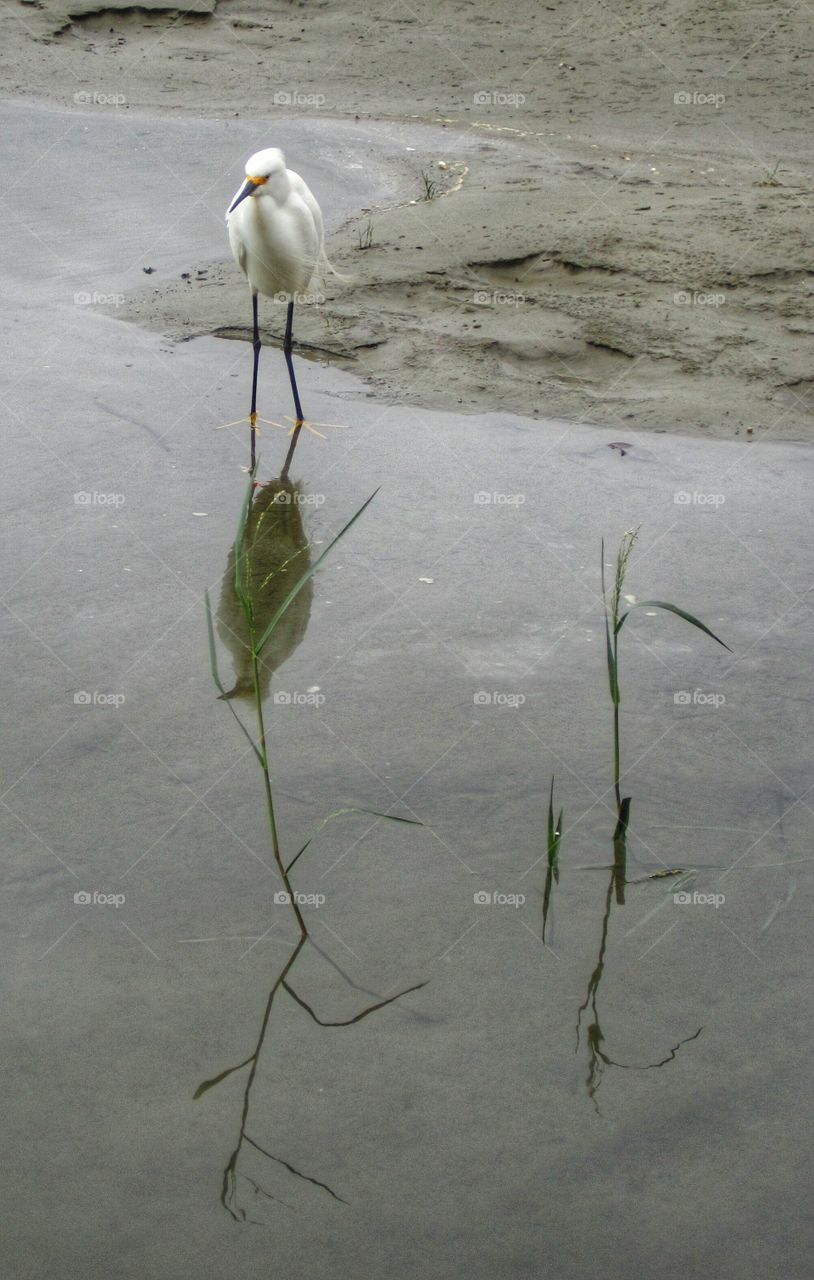 egret