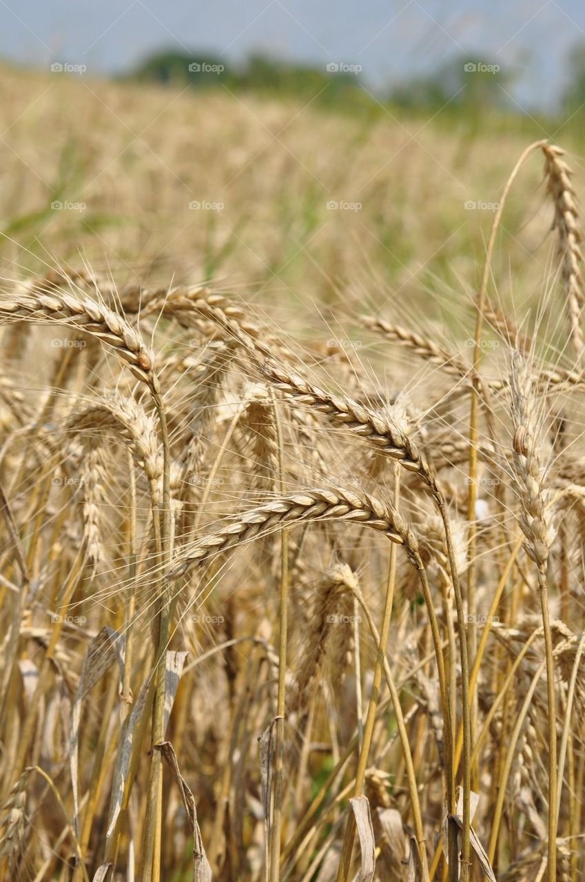Wheat in the farm 