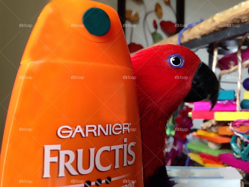 Fructis products for beautiful hair.