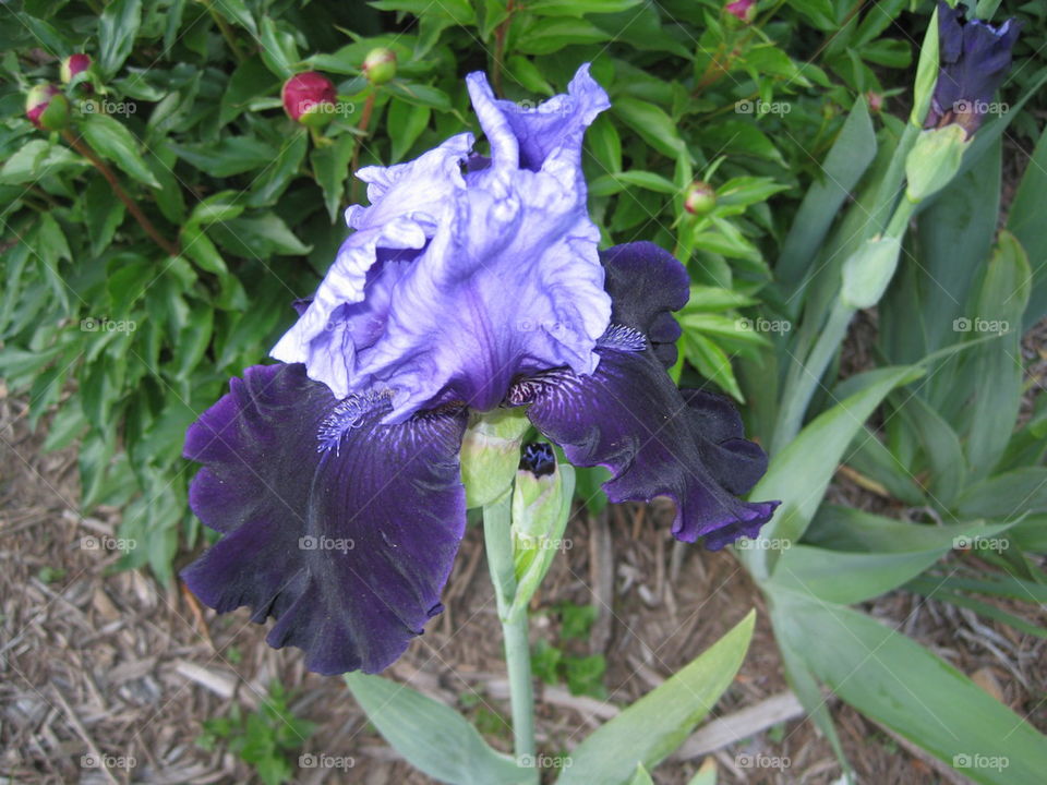Purple Iris
