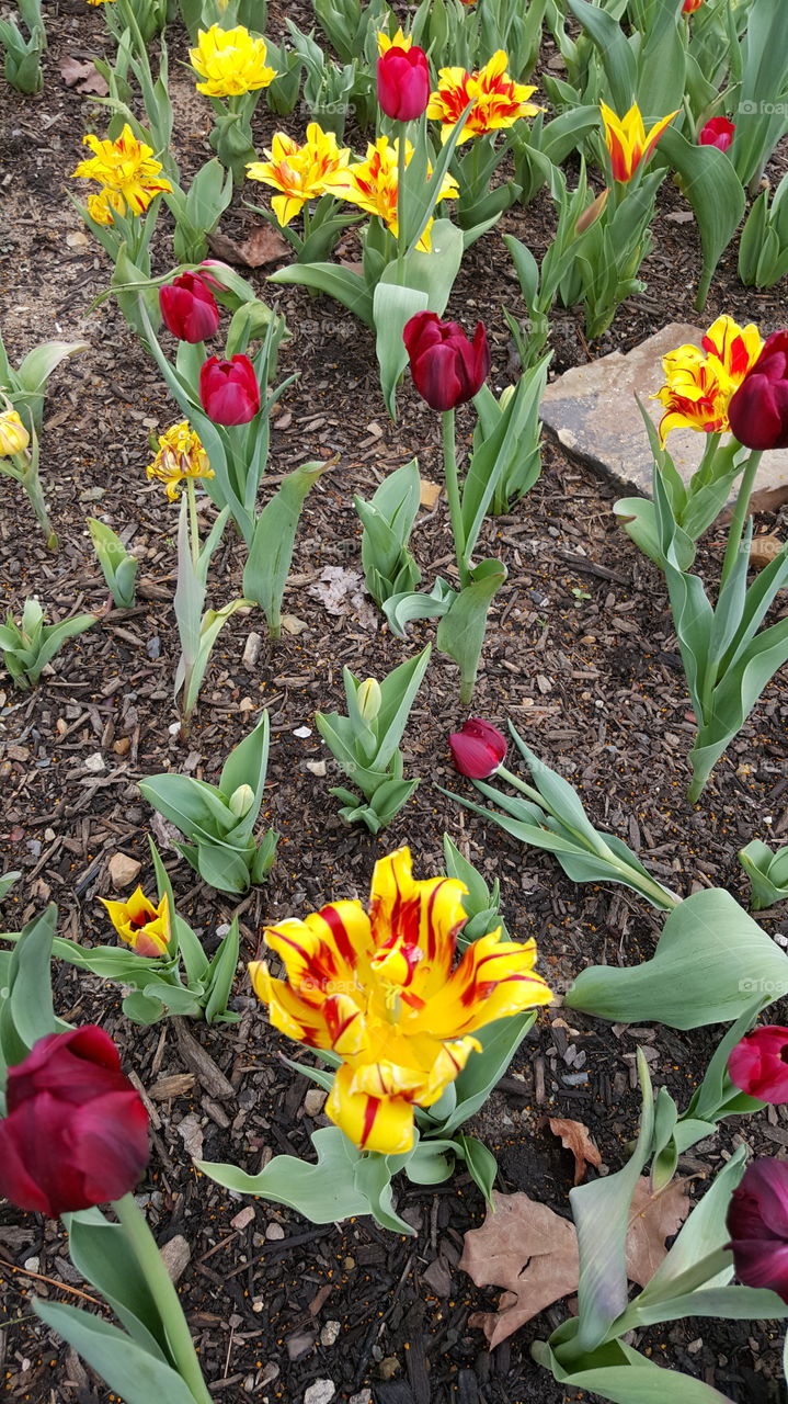 the yellow and red explode in a flower together