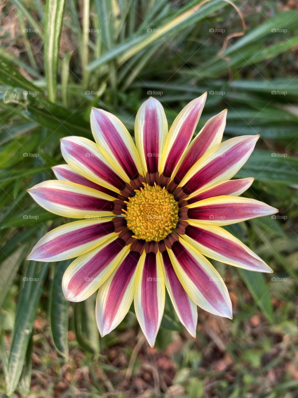 🌹 🇺🇸 Very beautiful flowers to brighten our day.  Live nature and its beauty. Did you like the delicate petals? / 🇧🇷 Flores muito bonitas para alegrar nosso dia. Viva a natureza e sua beleza. Gostaram das pétalas delicadas? 