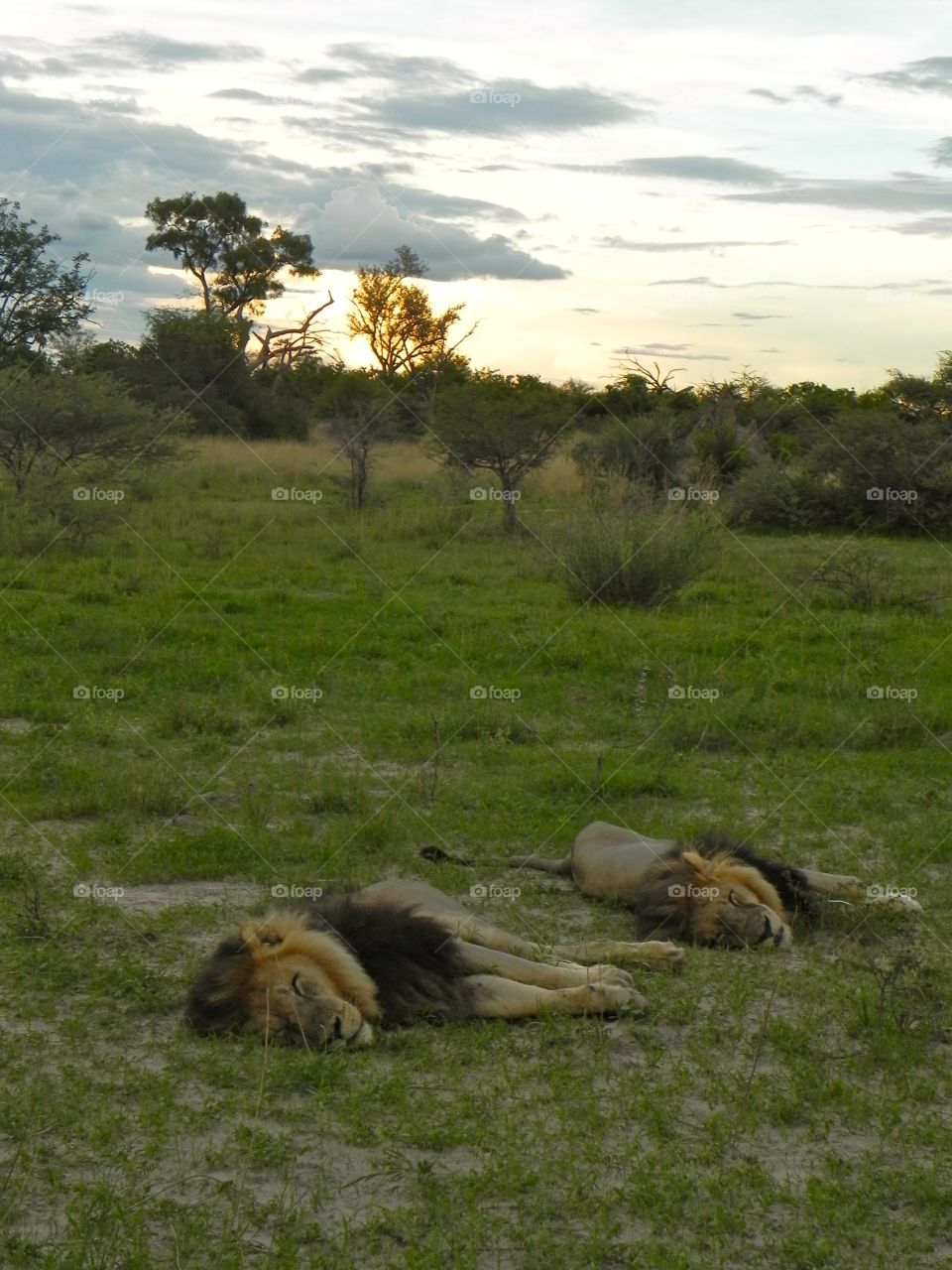 Sleepy lions in Botswana 