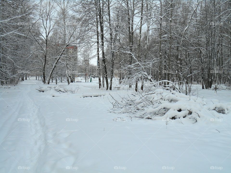 Snow, Winter, Cold, Weather, Frost