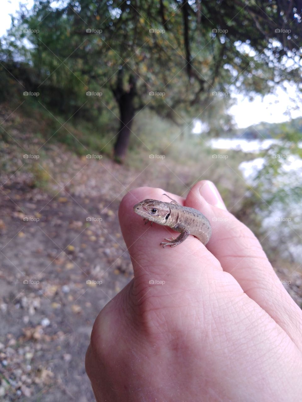 Small lizard on fingers