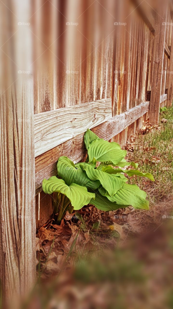 green foliage fence neighbor