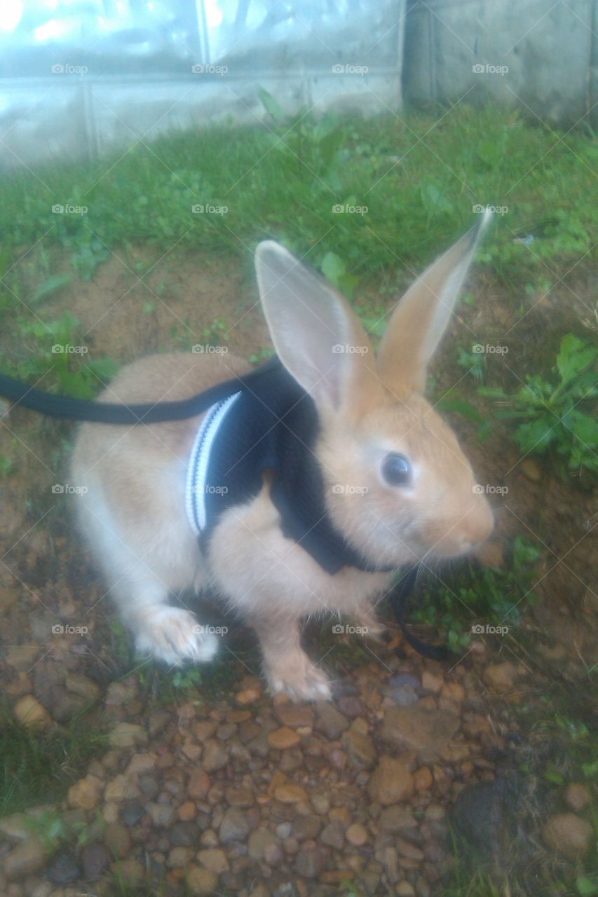 walking my pet bunny kix.