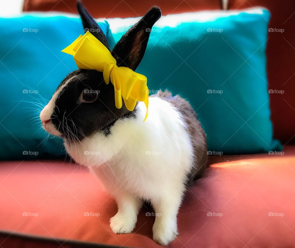 Big yellow bow on a bunny