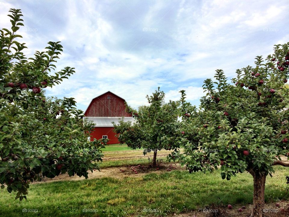 Apple orchard barn