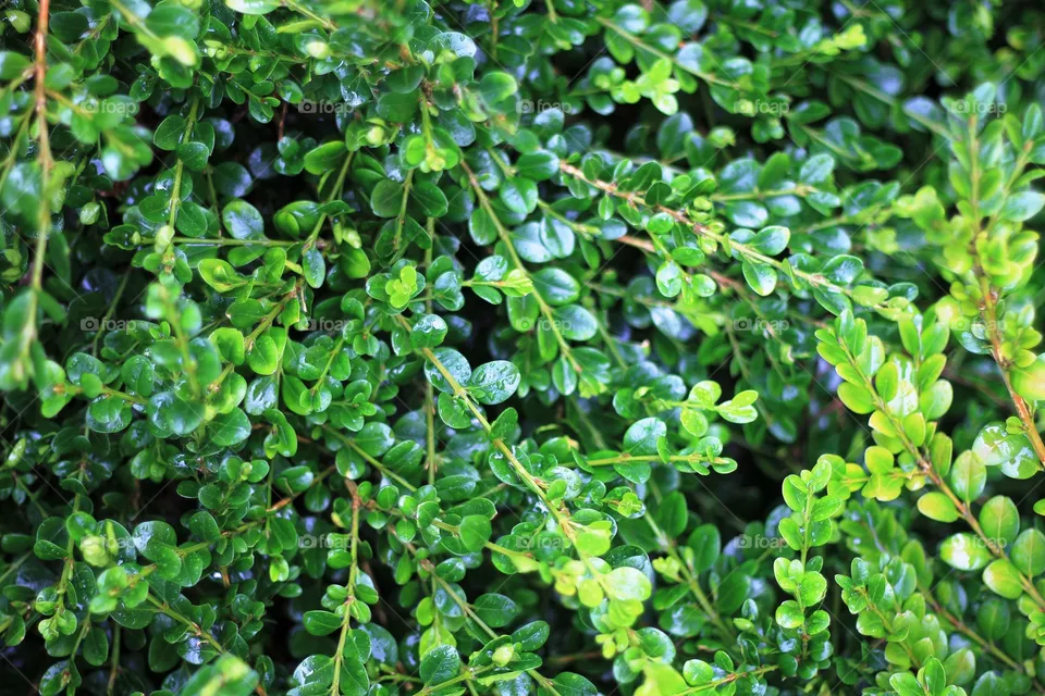 Branch