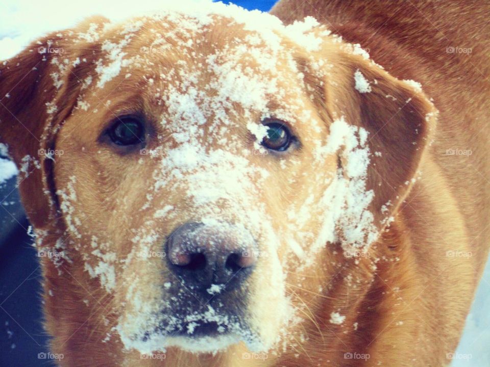 Golden lab loves the snow
