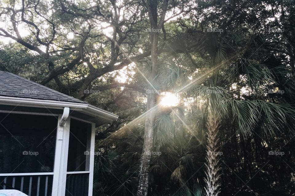 Sun through the palms