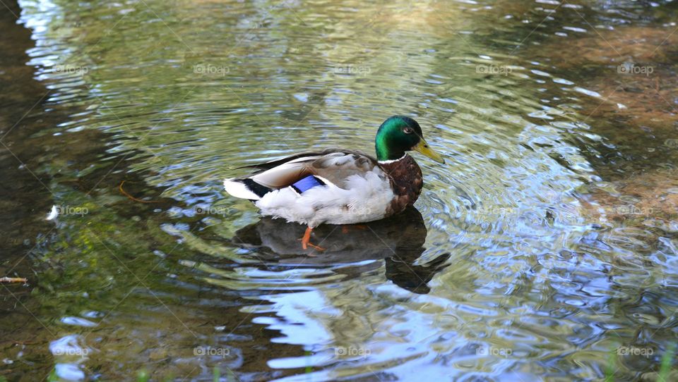 Duck, Water, No Person, Bird, Mallard