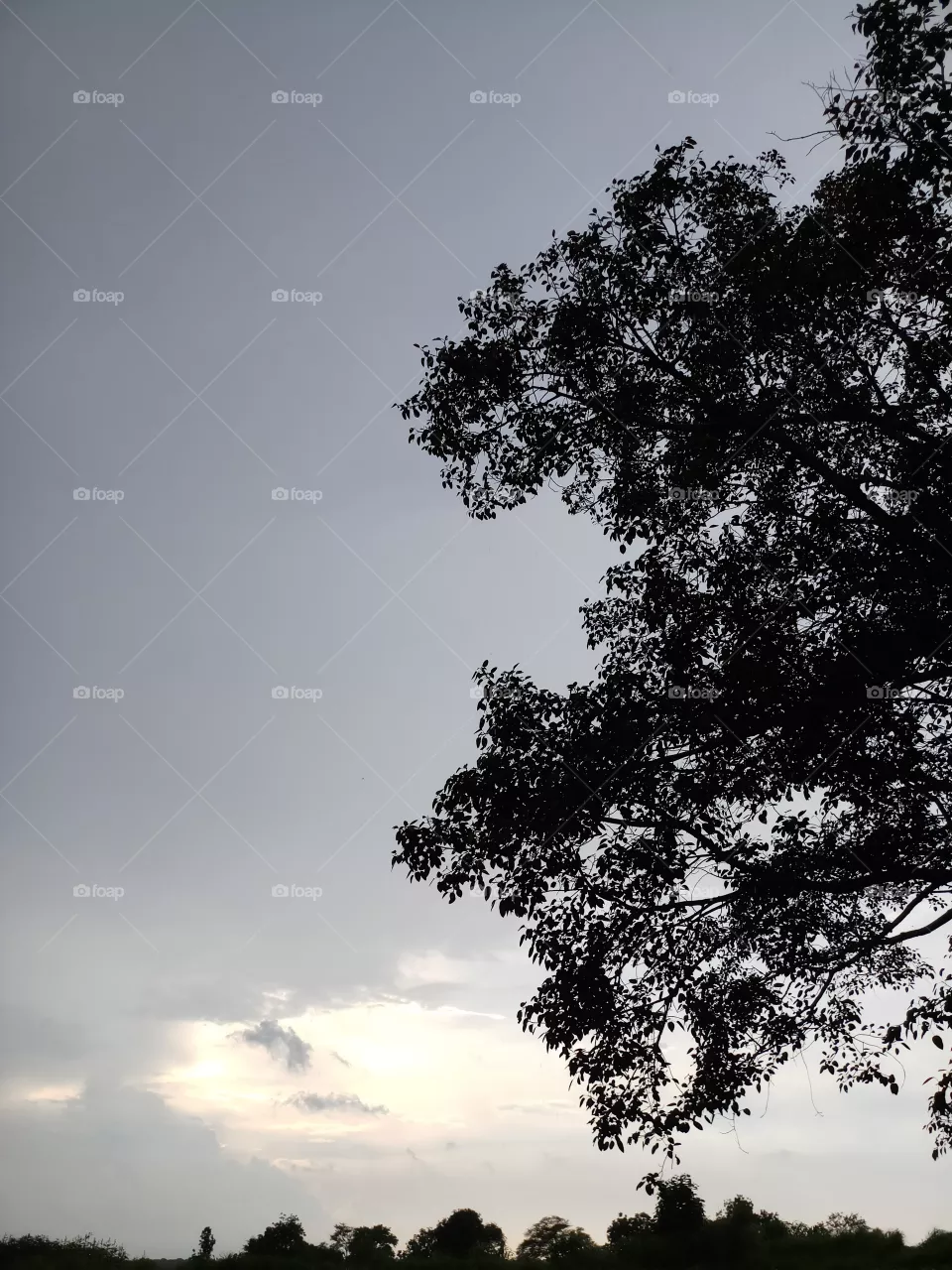 BBB. wondering..the rain nature's with rare tree...and sun waves.. lite golden sky. it's osm.