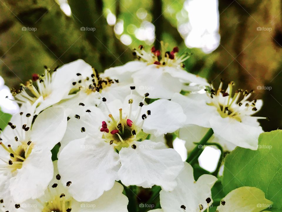 White flowers blooming