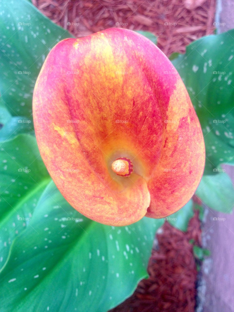 Calla Lily 