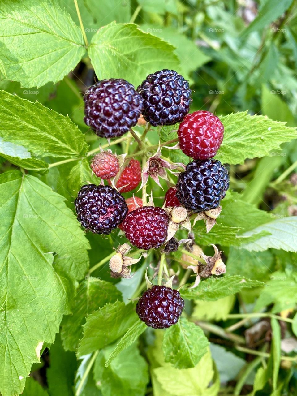 Black raspberries beginning to get ripe 