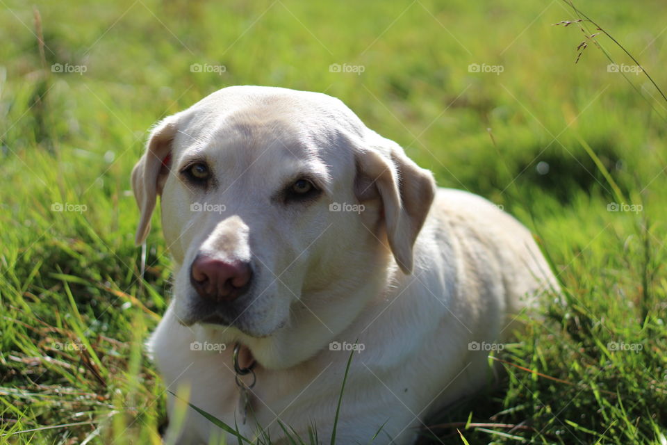 Dog lying down on the grassy field