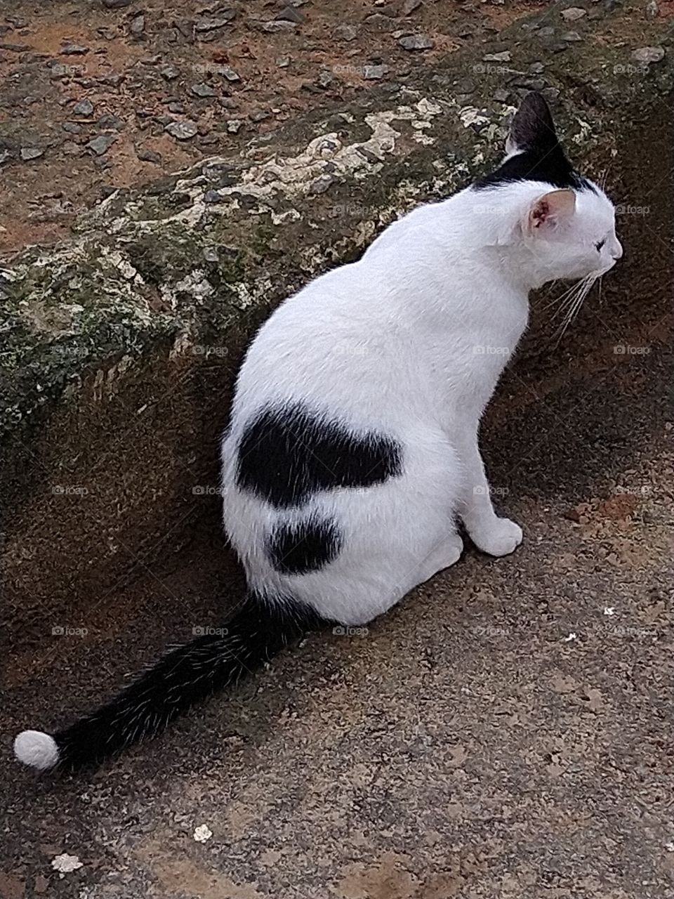 cat of Favela