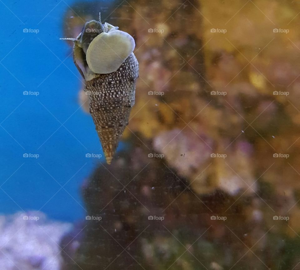 snail in an aquarium