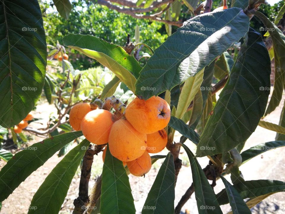 Earth Day is planting trees