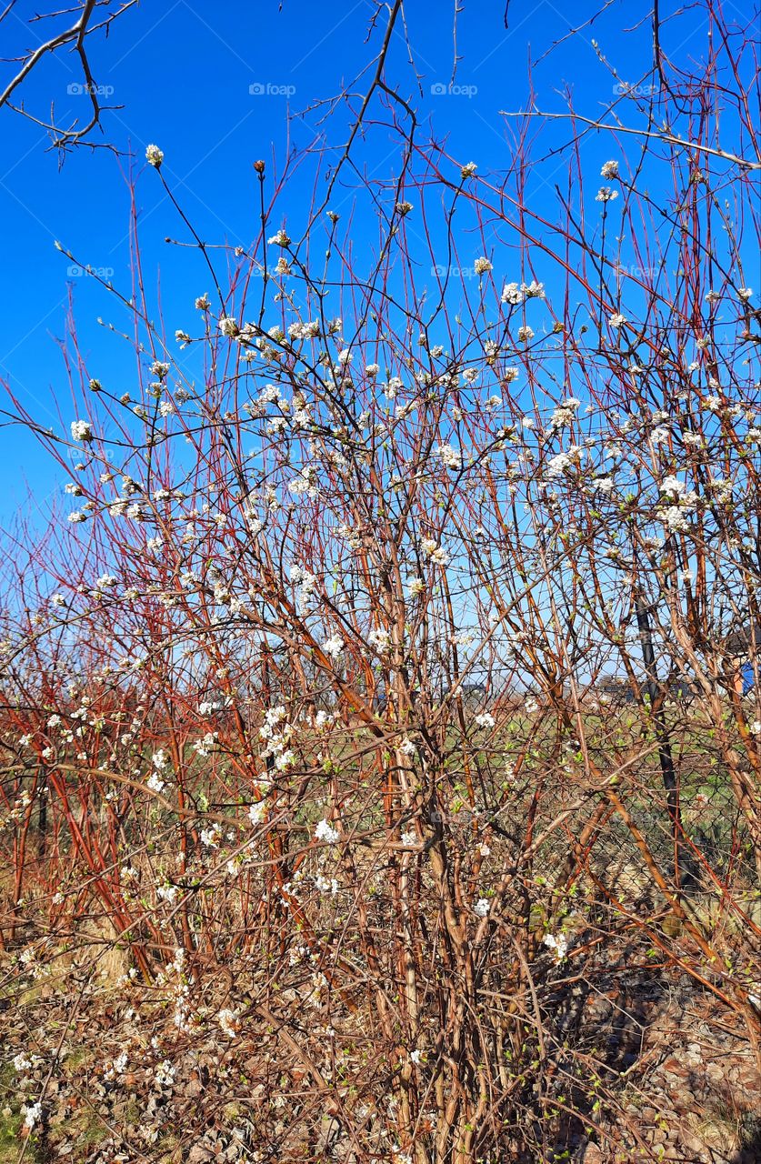 white blooming viburnum on a sunny day with red branches against blue sky