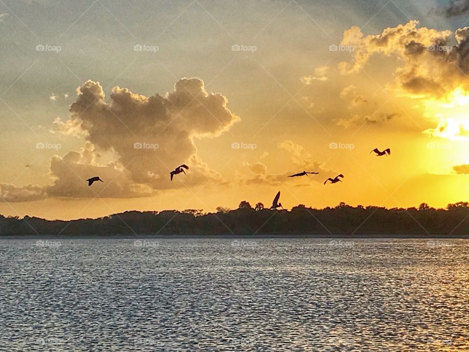 Pelican dance at sunset