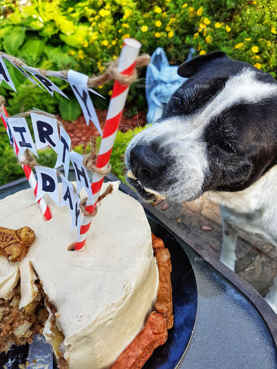 Dog birthday cake