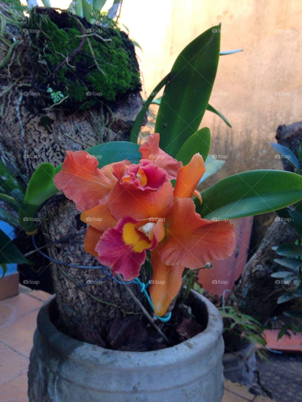 Flor de orkidea 
