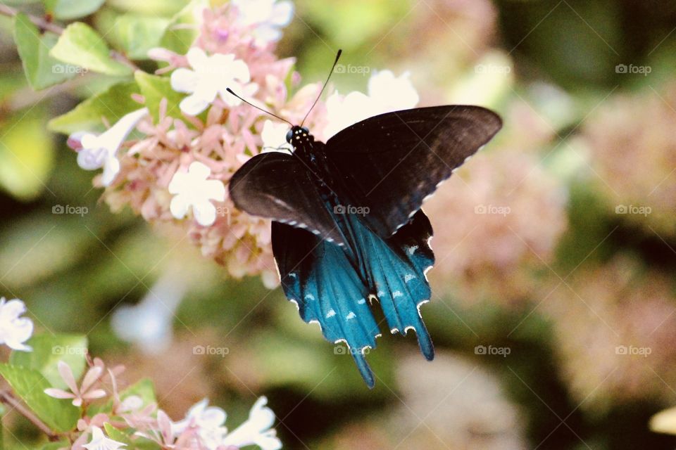 Aquamarine Butterfly