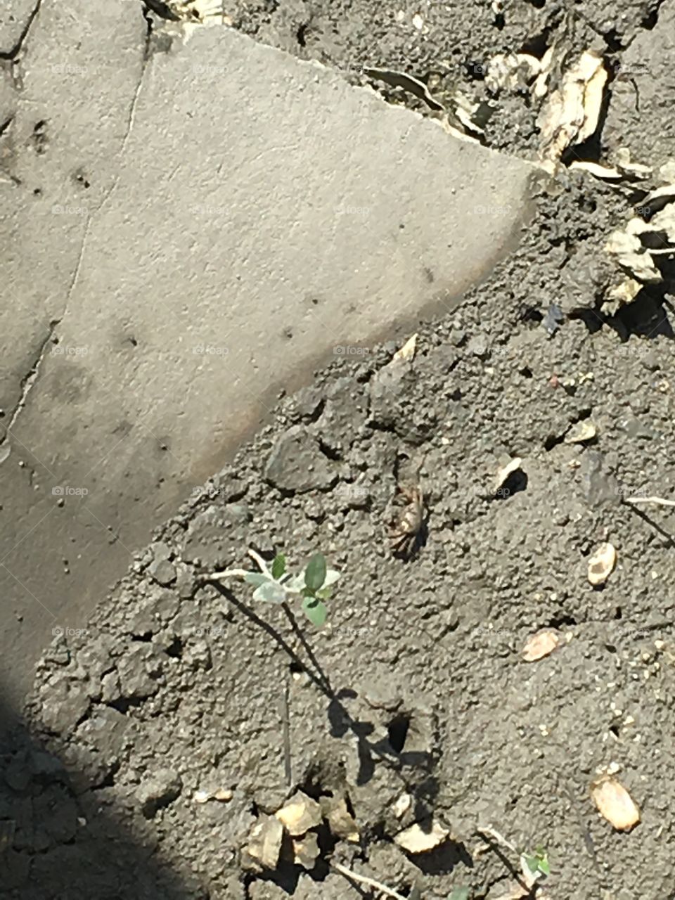 Low tide and mud crabs at Fountain of Youth in Florida 