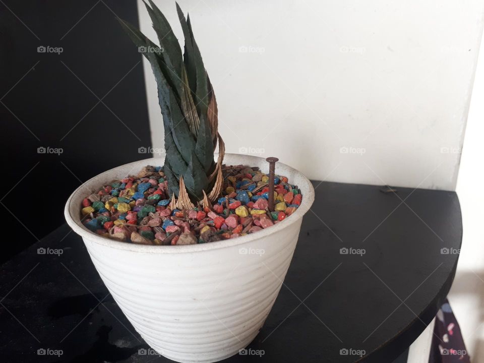 plants in white pots surrounded by colorful rocks