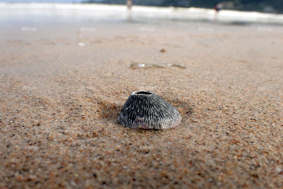 Open shell on the beach
