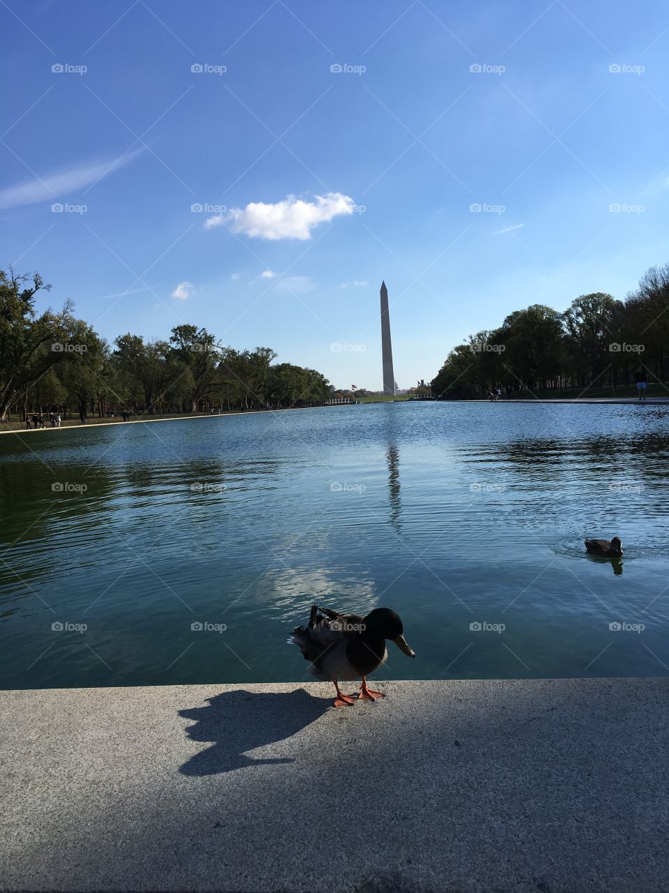 Ducks enjoying the sun in Washington, D. C.