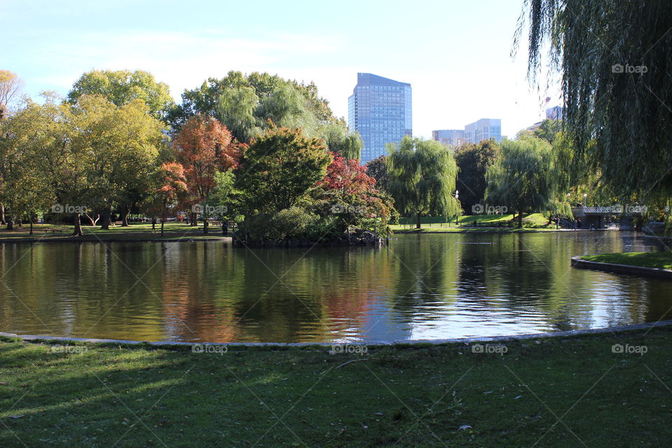 Pond in the Fall. Boston Trip