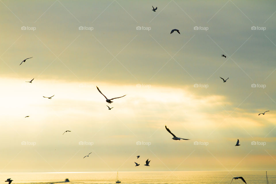 birds at sunset. flock of birds