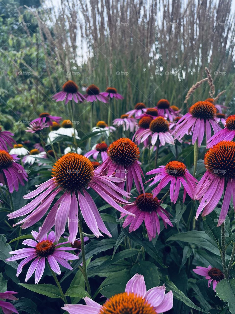 Pink blooms✨