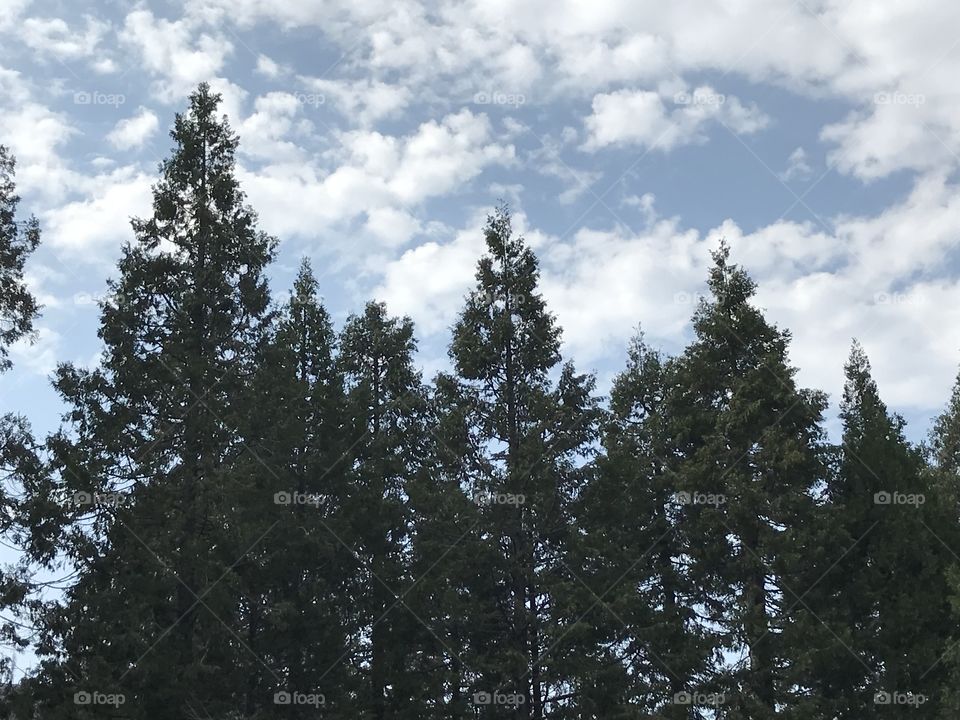 Forests in the mountains. It is an amazing sight when there are natural beauty and grace.