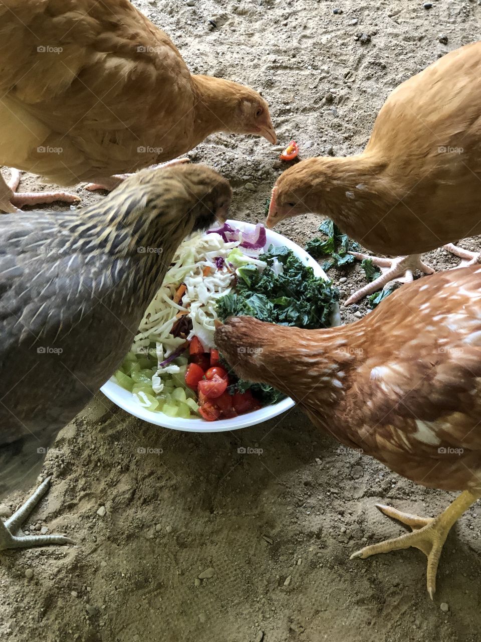Snack time for the chicks 